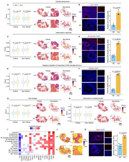 图4 铁过载卵巢中典型衰老标志物的转录变化